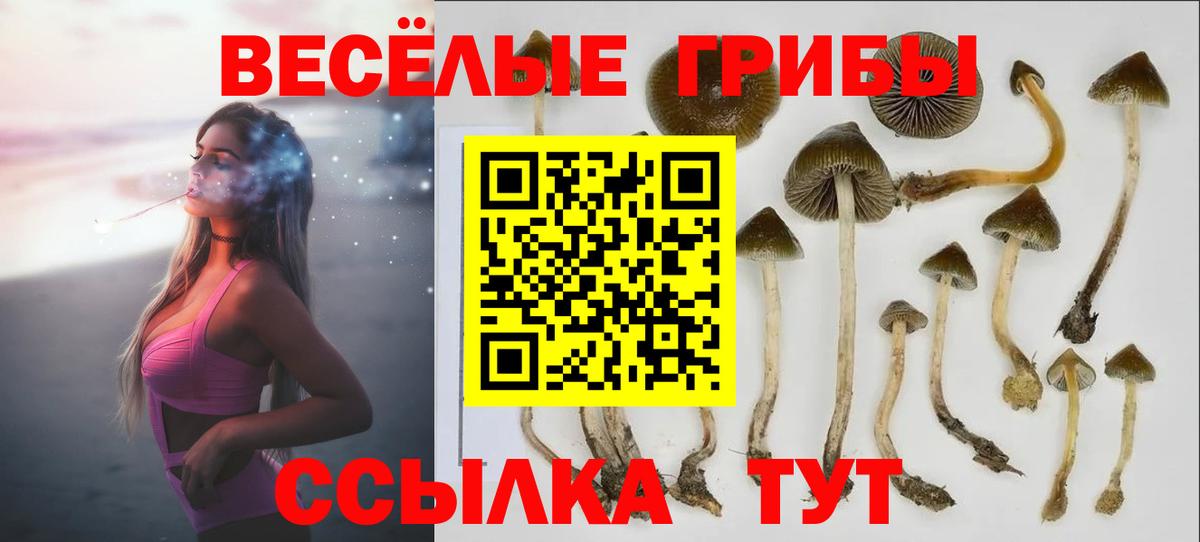 Псилоцибиновые грибы Psilocybe Петрозаводск
